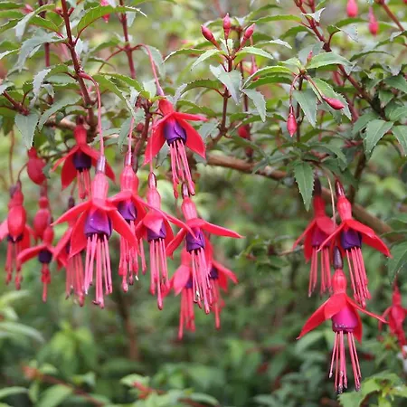 Riverlodge Self Catering Kenmare